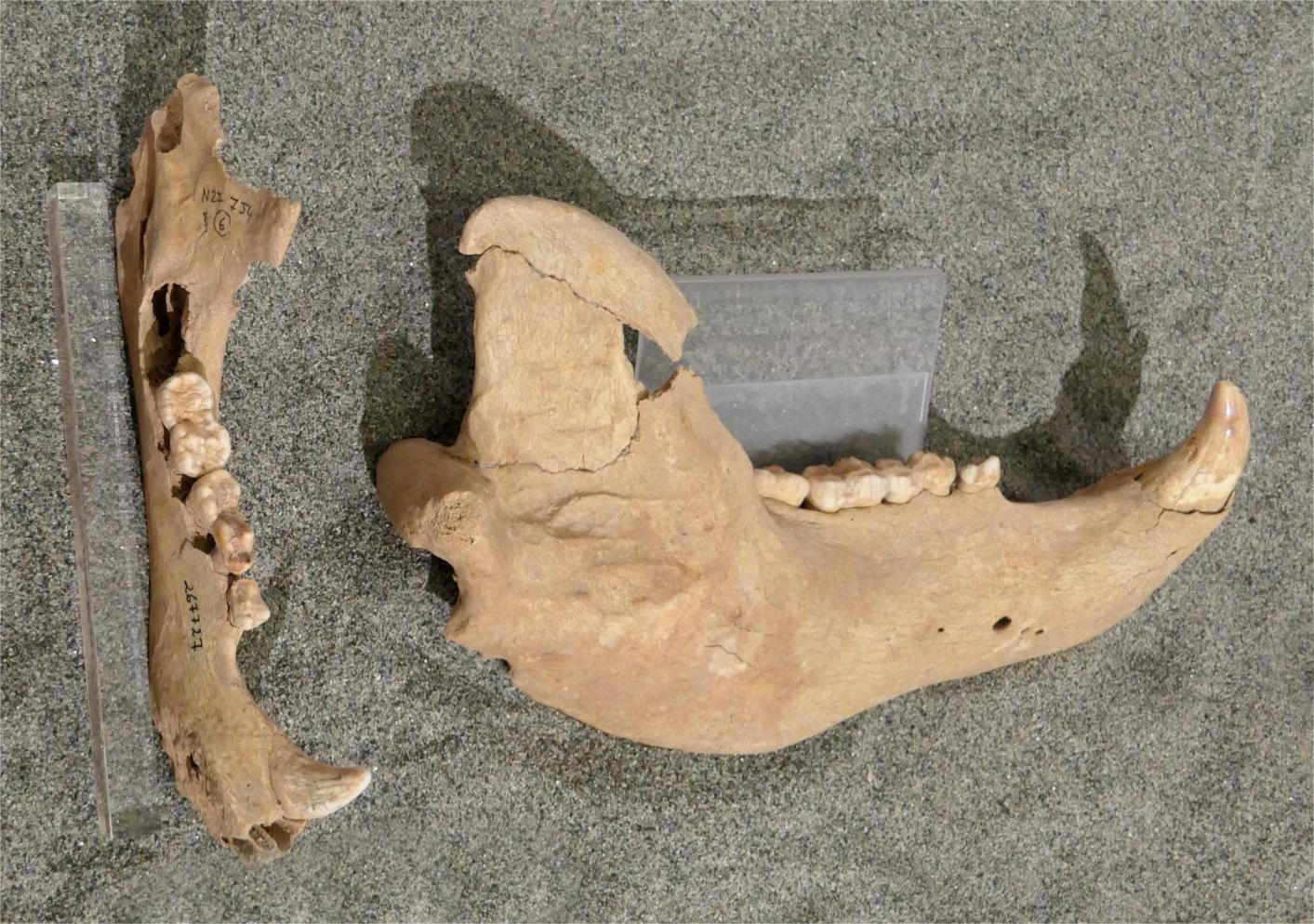 resti_ossei_museo_archeologico_camaiore